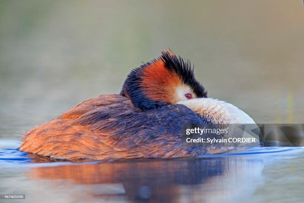 France, Ain(01), Dombes, Grèbe huppé (Podiceps cristatus), adulte et jeune