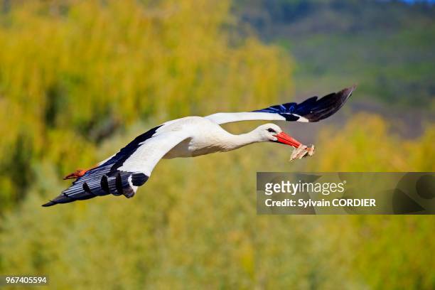 France, Haut Rhin, Hunawihr village, White stork in the center for reintroduction of storks in Alsace region, transportation equipment to build the...