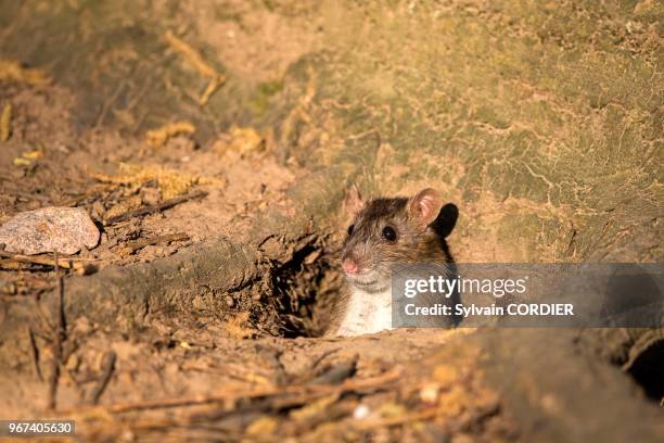 129 Wharf Rat Photos and Premium High Res Pictures - Getty Images 129 Wharf Rat Photos and Premium High Res Pictures - Getty Images