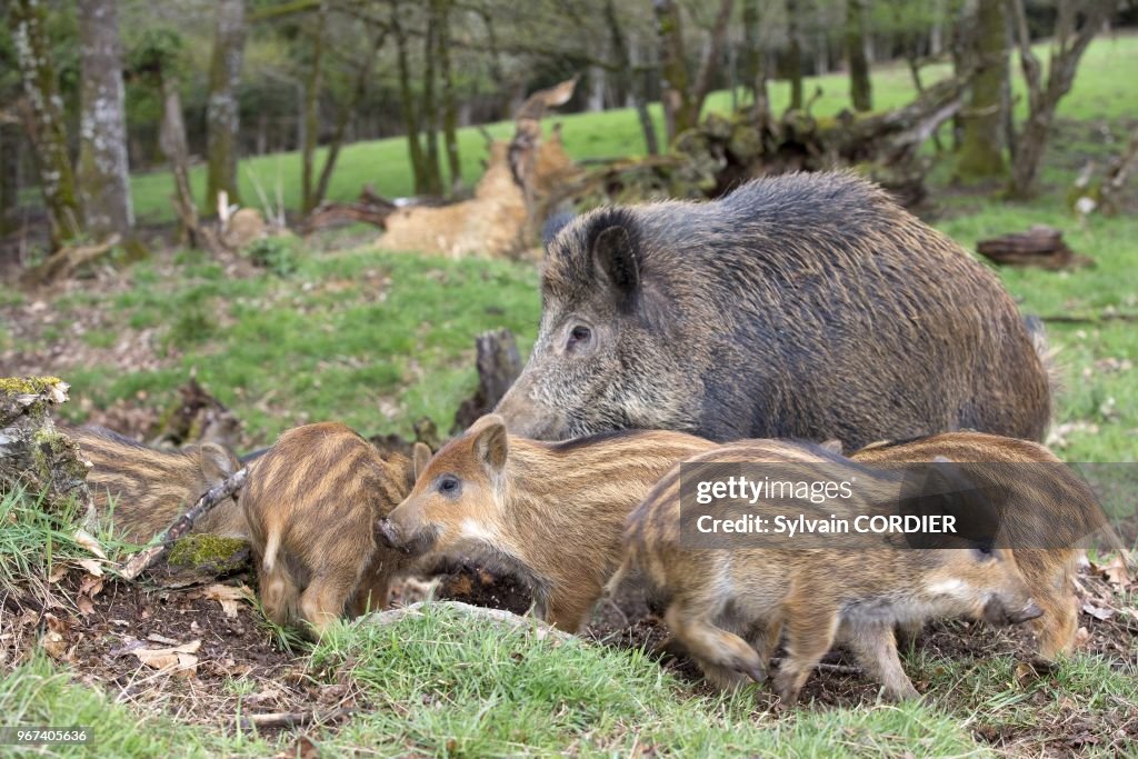 Sanglier Sauvage (Sus scrofa)