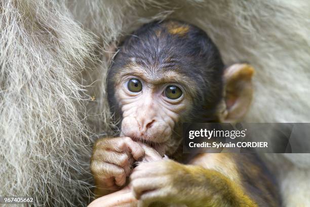 France, Bas Rhin, Kintzheim, Monkeys mountain, Barbary macaque , mother and baby.