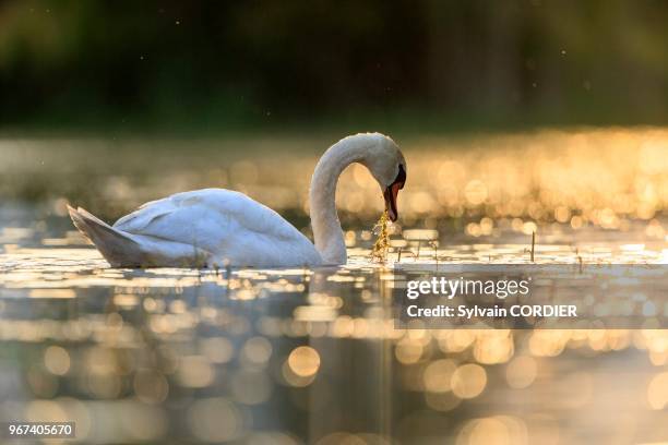 France, Ain, Dombes, Mute swan , adult.