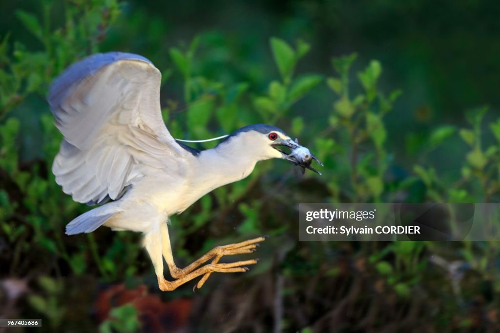 Bihoreau gris (Nycticorax nycticorax)