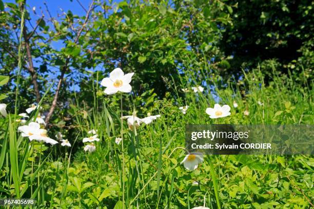 France, Alsace, Bas-Rhin, Rosenwiller, Anémone sauvage ou anémone sylvestre ou anémone des forêts ou anémone printanière des forêts . France, Alsace,...