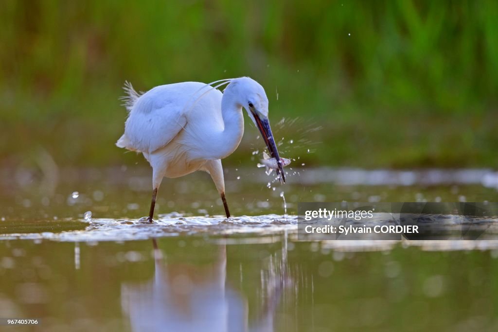 Aigrette garzette (Egretta garzetta)