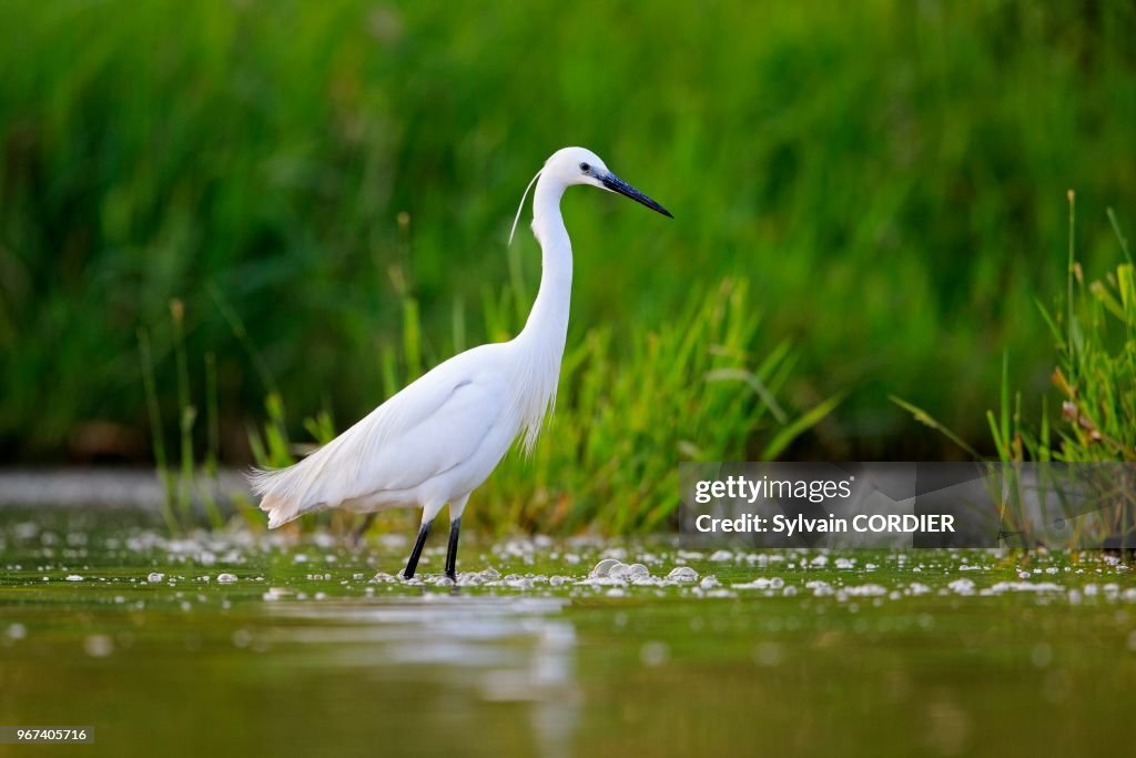 Aigrette garzette (Egretta garzetta)