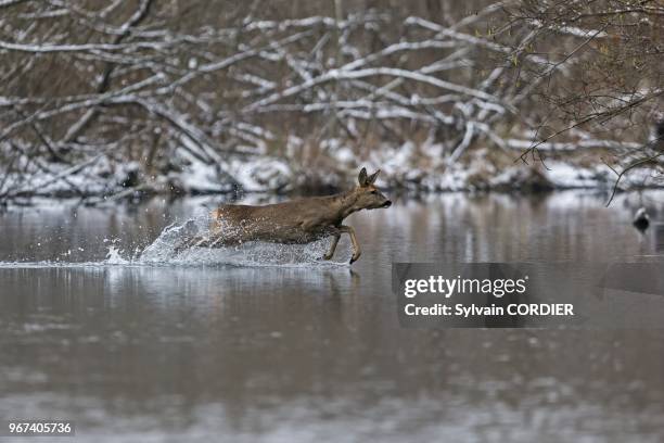 France, Alsace, Foret rhenane, Chevreuil , une chevrette traverse a la nage un bras d'eau.
