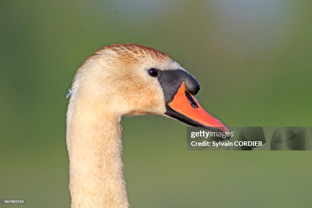 France, Ain(01), Dombes, Cygne tuberculé ou Cygne muet (Cygnus olor), adulte