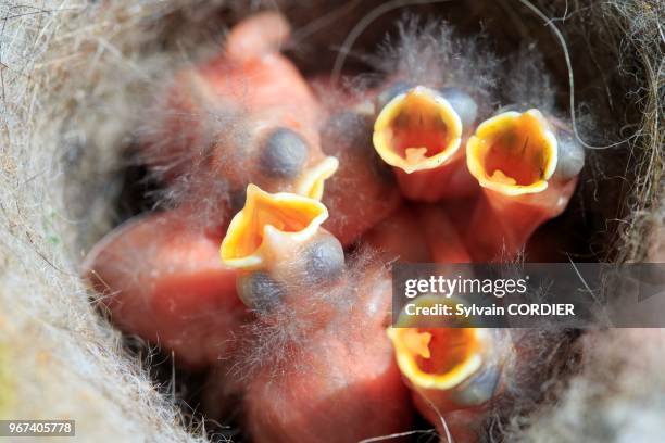 France, Bas Rhin, nid de mésange charbonnière , jeunes, nouveaux nés dans le nid// France, Bas Rhin, Nest of Great Tit , youngs, new born.