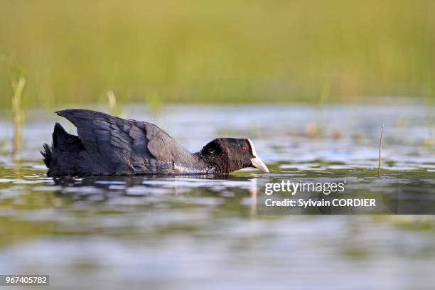 France, Ain, Dombes, Foulque macroule , mâle adulte. Europe, France, Ain, Dombes, Eurasian coot , adult male.