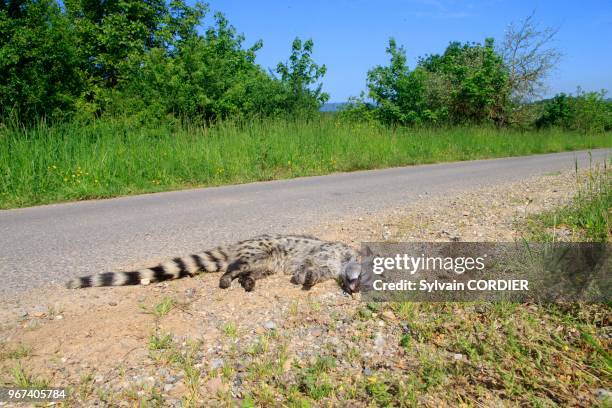 France, Alsace, Genette commune ou Genette d'Europe , écrasée sur le bord de la route. France, Alsace, Common genet , crushed on the roadside.