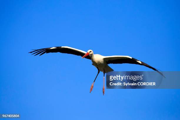 France, Haut Rhin, Hunawihr village, White stork in the center for reintroduction of storks in Alsace region .