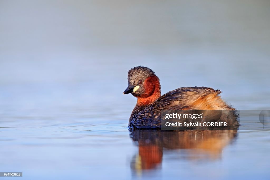 France, Ain, Dombes, Grebe castagneux (Tachybaptus ruficollis), adulte