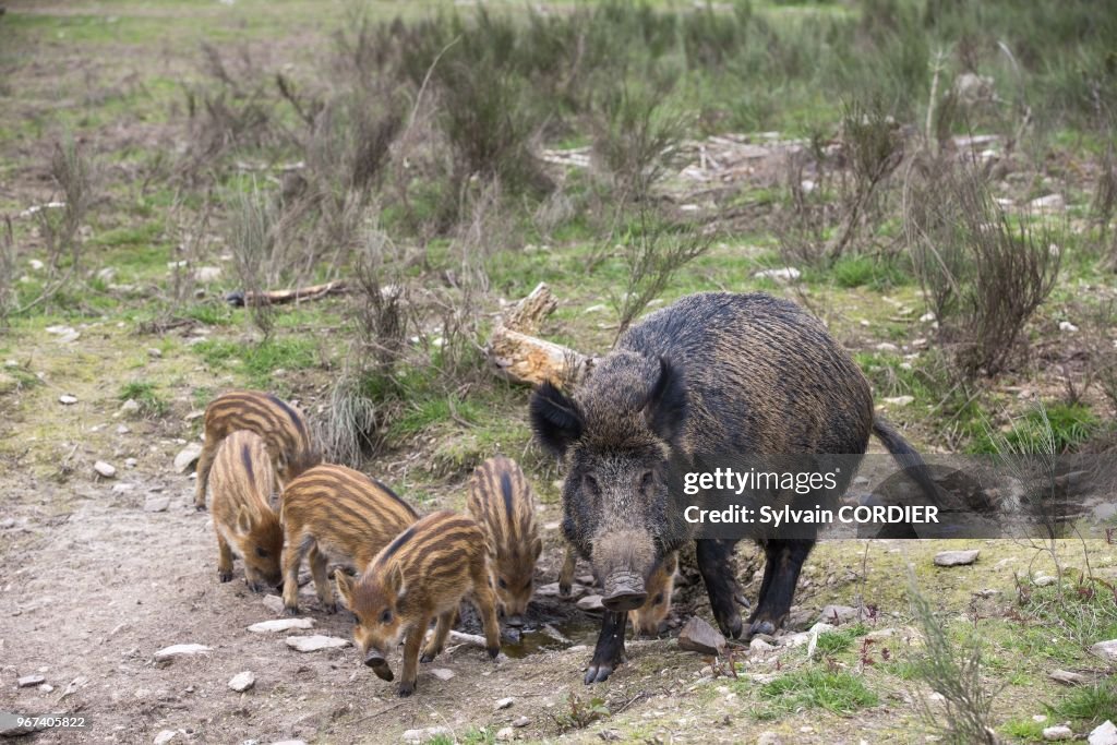 Sanglier Sauvage (Sus scrofa)