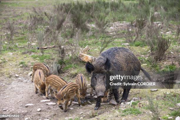 France, Haute-Saone , parc prive, sanglier , femelle et petits. France, Haute Saone, Private park, Wild Boar , sow and babies .