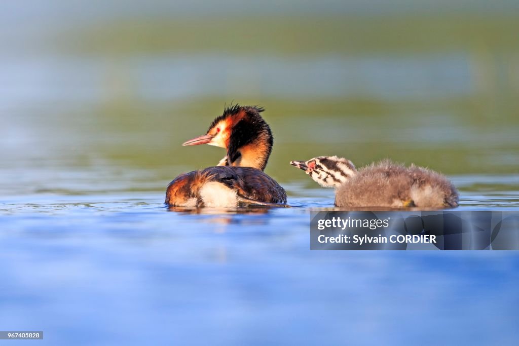 France, Ain(01), Dombes, Grèbe huppé (Podiceps cristatus), adulte et jeune