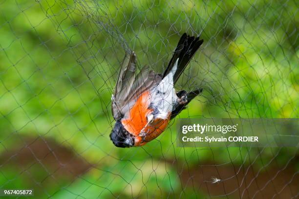 France, Bas-Rhin , Le Champ du Feu, baguage d'oiseaux avec des filets en nylon pour le Progamme STOC : Suivi Temporel des Oiseaux Communs, Bouvreuil...