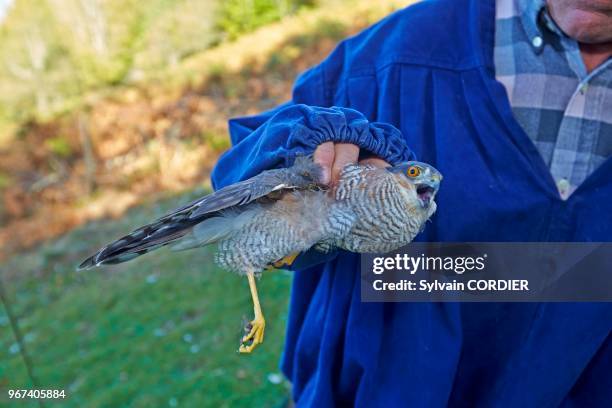 France, Pyrénées-Atlantiques , Pays Basque, Lanne en Barétous, pantière de Lanne, filets cage pour capturer les palombes ou pigeons ramiers, capture...