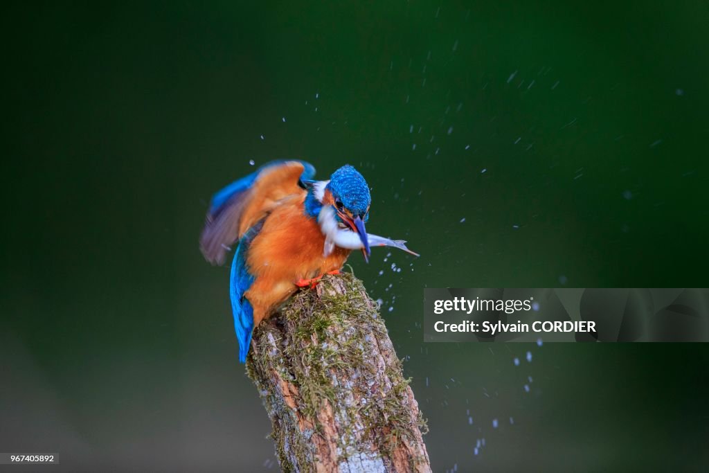 Martin-pêcheur d'Europe (Alcedo atthis)