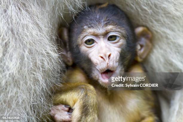 France, Bas Rhin, Kintzheim, Monkeys mountain, Barbary macaque , mother and baby.