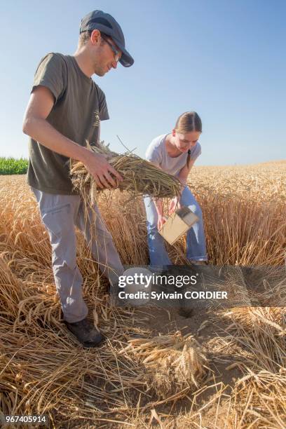 France, Alsace, Bas-Rhin, Geispolsheim, réintroduction de Hamsters d'Europe ,dans le cadre d'une directive européenne sous l'égide de l'ONCFS avec...