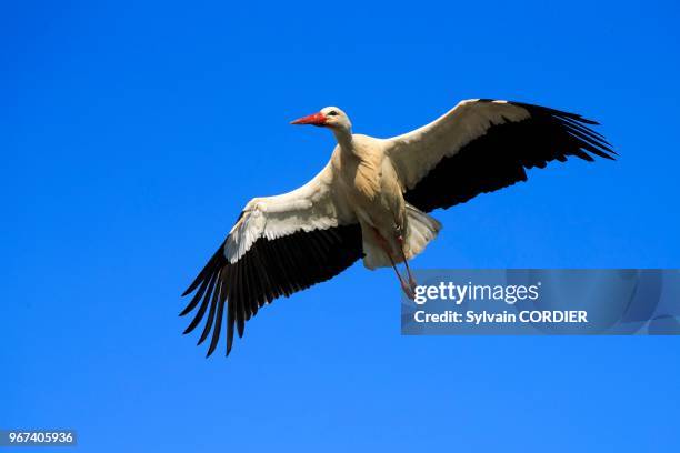 France, Haut Rhin, Hunawihr village, White stork in the center for reintroduction of storks in Alsace region .