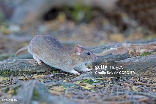 France, Bas Rhin, Selestat, Brown rat, also referred to as common rat, street rat, sewer rat, Hanover rat, Norway rat, brown Norway rat, Norwegian...