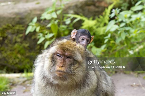 France, Bas Rhin, Kintzheim, Monkeys mountain, Barbary macaque , male and baby.