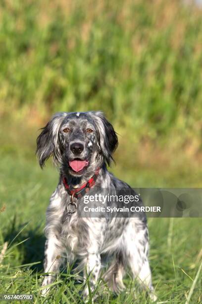 France, Bas-Rhin, setter anglais.