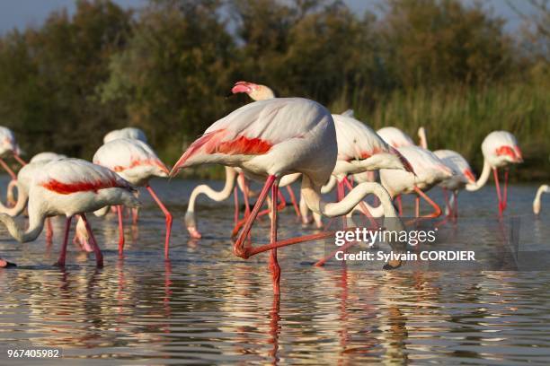 France, Bouches du Rhone, Camargue, Greater Flamingo .