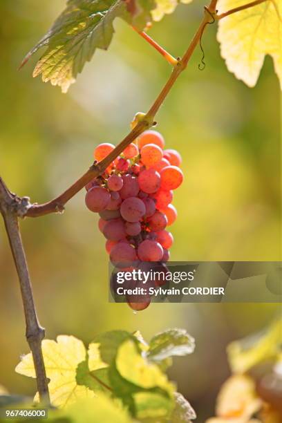 France, Alsace, Bas-Rhin, Dambach la ville, Vignoble, Cépage Gewurztraminer.