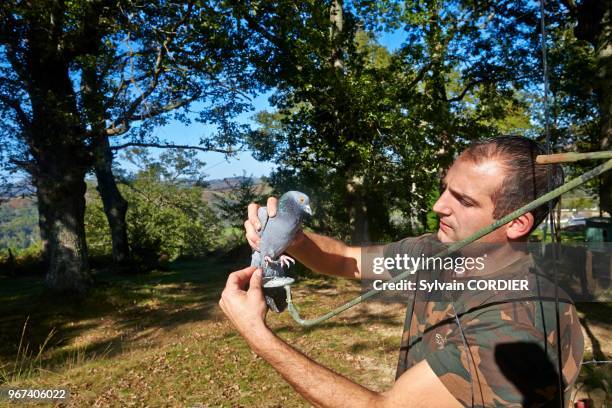 France, Pyrénées-Atlantiques , Pays Basque, Lanne en Barétous, palombière dans un petit bois, appelant.