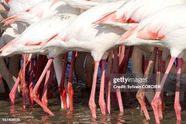 France, Bouches du Rhone, Camargue, Greater Flamingo .