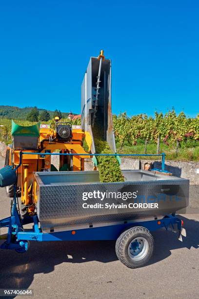 France, Alsace, Bas-Rhin, Route des vins, Dambach la ville, machine à vendanger le raisin.