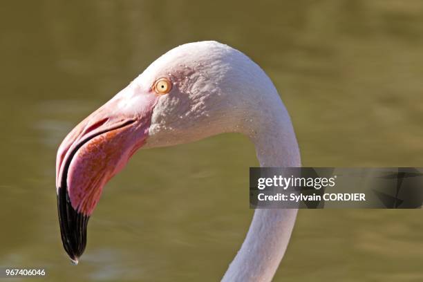 France, Bouches du Rhone, Camargue, Greater Flamingo .