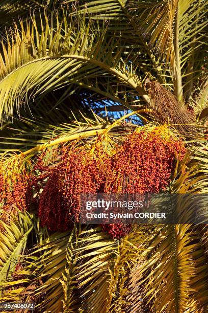 Palmier en fruits, Alpes-Maritimes, Mandelieu.