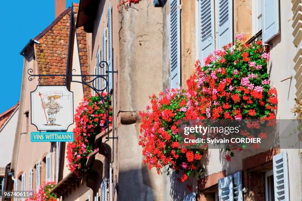 France, Alsace, Bas-Rhin, Route des vins, Mittelbergheim, façade de maison, maison fleurie.