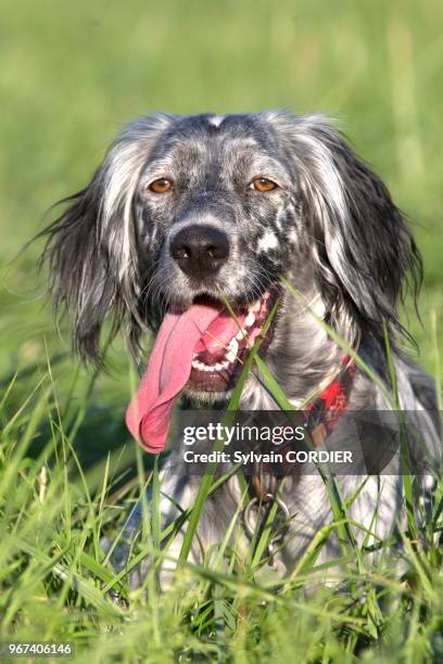 France, Bas-Rhin, setter anglais.