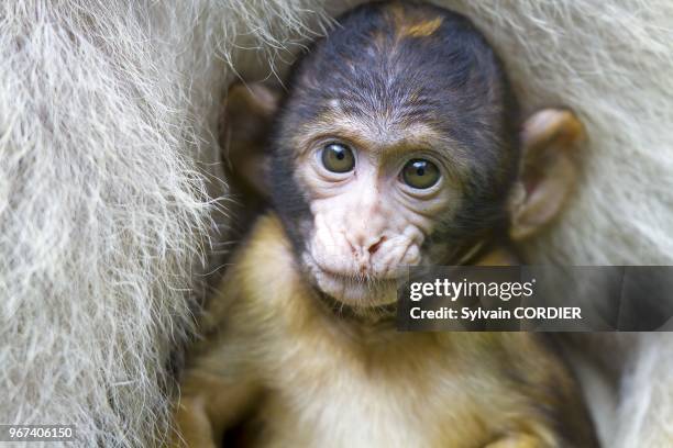 France, Bas Rhin, Kintzheim, Monkeys mountain, Barbary macaque , mother and baby.