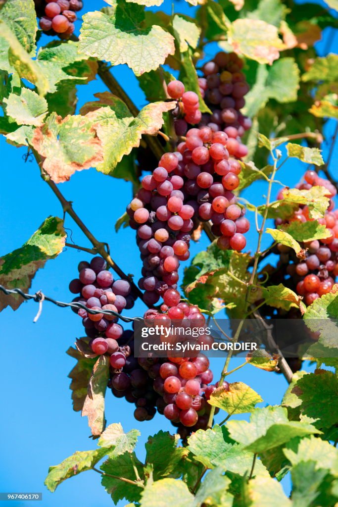 Raisin du Cépage Gewurztramine