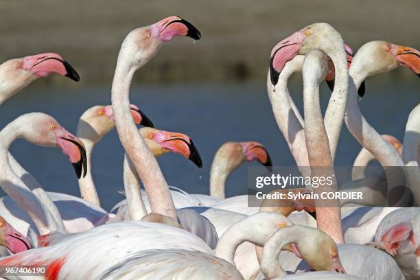 France, Bouches du Rhone, Camargue, Greater Flamingo .