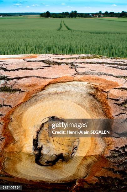 Grume de chêne sur le bord d'un chemin, au long d'un champ de blé dans une culture céréalière de la Marne.