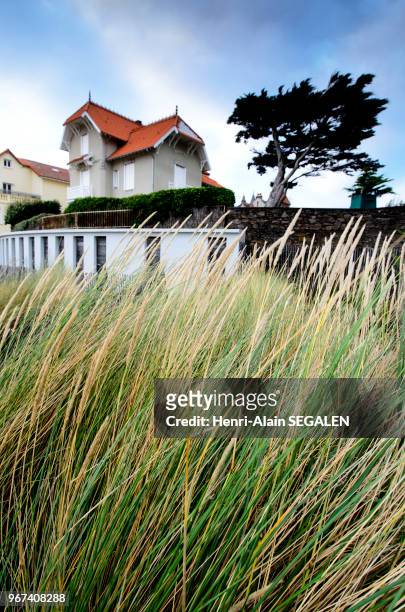 Hautes herbes plantées pour stabiliser la plage, front de mer de la commune La Bernerie-en-Retz, Loire Atlantique en région Pays de la Loire, France.