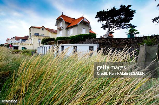 Hautes herbes plantées pour stabiliser la plage, front de mer de la commune La Bernerie-en-Retz, Loire Atlantique en région Pays de la Loire, France.