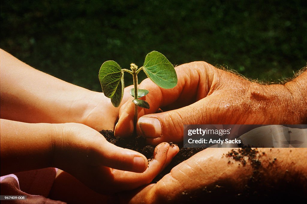 Child and man holding soya bean seedling, close-up