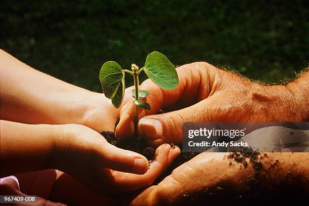 child and man holding soya bean seedling, close-up - soya bean sprout stock pictures, royalty-free photos & images