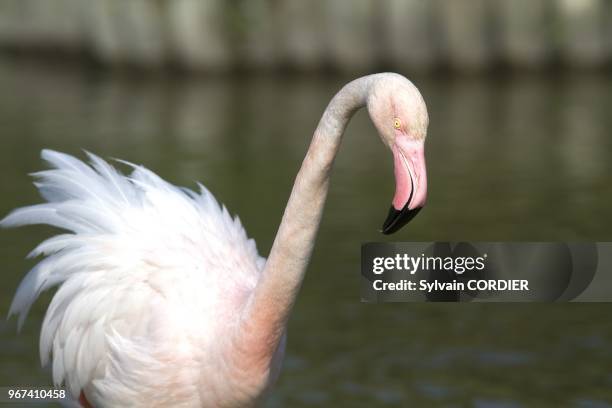 France, Bouches du Rhone, Camargue, Greater Flamingo .