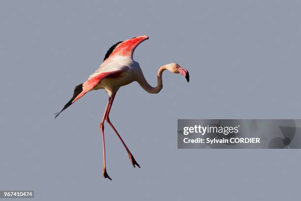 France, Bouches du Rhone, Camargue, Greater Flamingo .