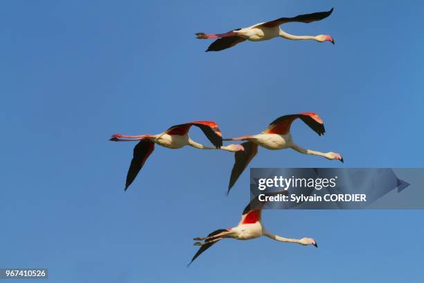 France, Bouches du Rhone, Camargue, Greater Flamingo .