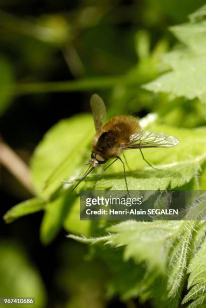 Bombylius major de la famille Bombyliidae, photographi?? au mois de mai sur une feuille d'ortie dans un sous bois en Eure et Loire, France.